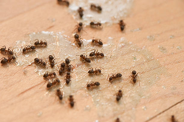 Best Pest Control Near Me  in Pasadena, CA
